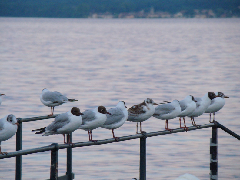 2008 07-Lake Geneva Birds.jpg